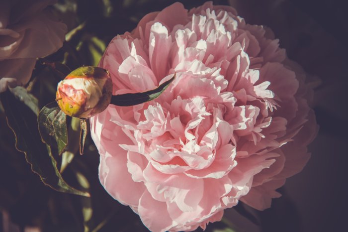 Fototapete Blumiger Hintergrund mit Pfingstrosen