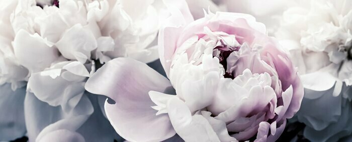 Fototapete Pastellrosa Pfingstrosenknospen