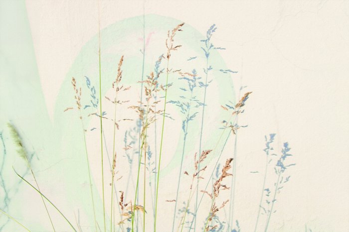 Fototapete Zarte Wildgräser auf hellem Hintergrund