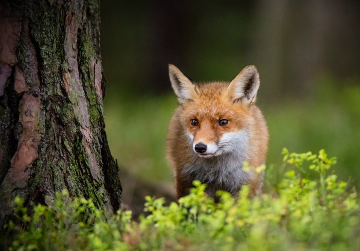 Fototapete Ein Fuchs an einem Baum