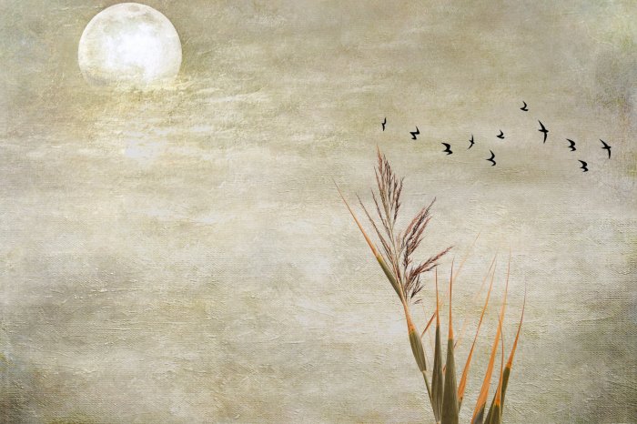 Fototapete Vollmond, Vögel und Gras auf Betonhintergrund