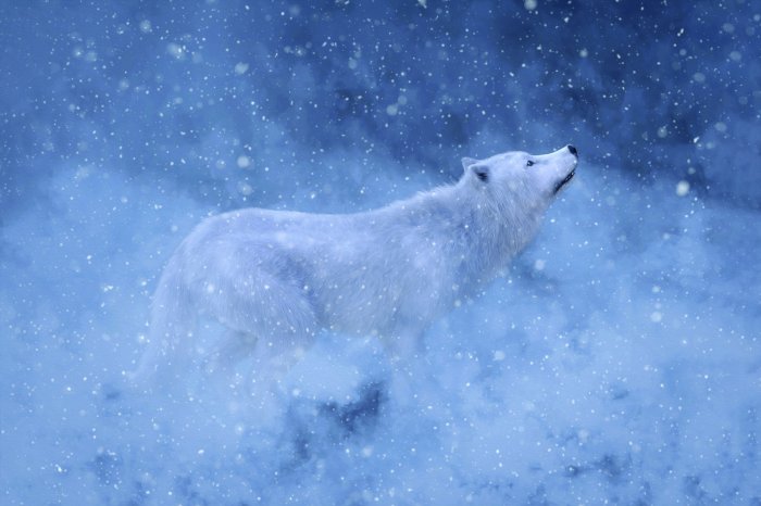 Fototapete Weißer Wolf umgeben von einer Winterlandschaft