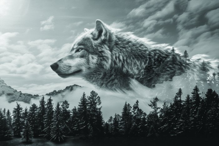 Fototapete Nadelwald mit einer Wolfsimitation in den Wolken