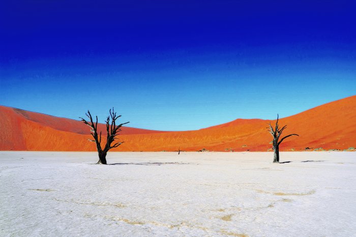 Fototapete Trockene Bäume in der Wüste mit Hügeln