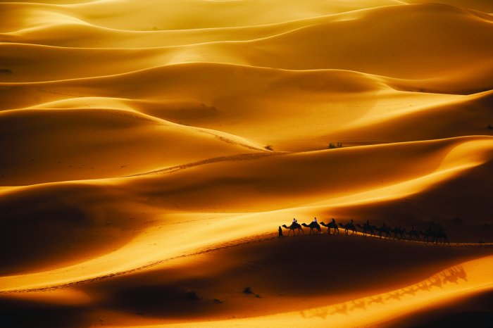 Fototapete Kamele, die durch eine große Wüste gehen