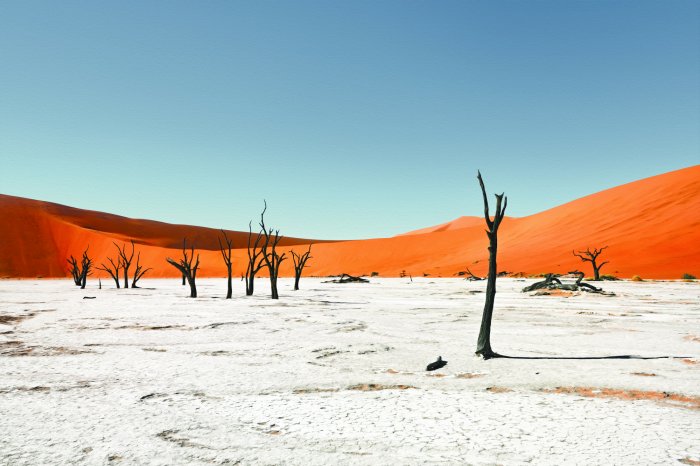 Fototapete Trockene Bäume in einer sandigen Wüste