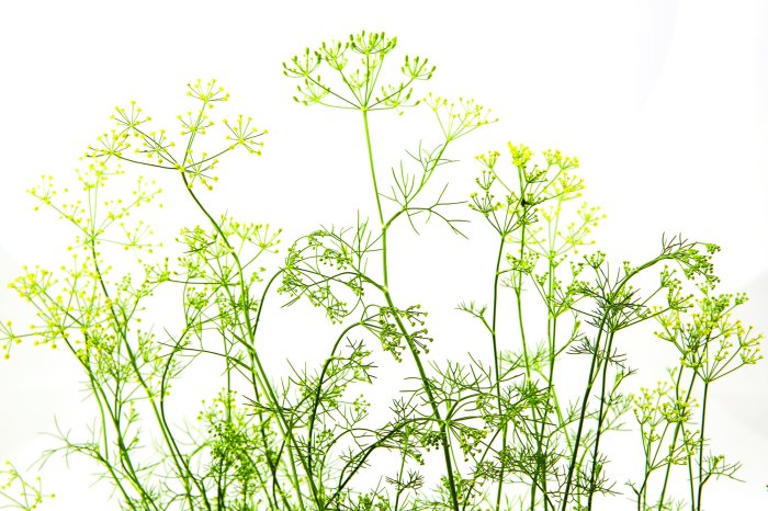 Fototapete Wilde Wiese mit grünen Pflanzen