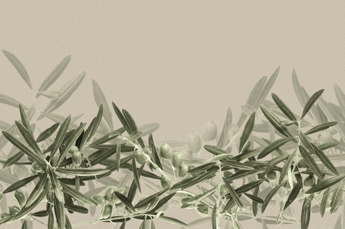 Fototapete Zarte Olivenzweige auf hellem Hintergrund