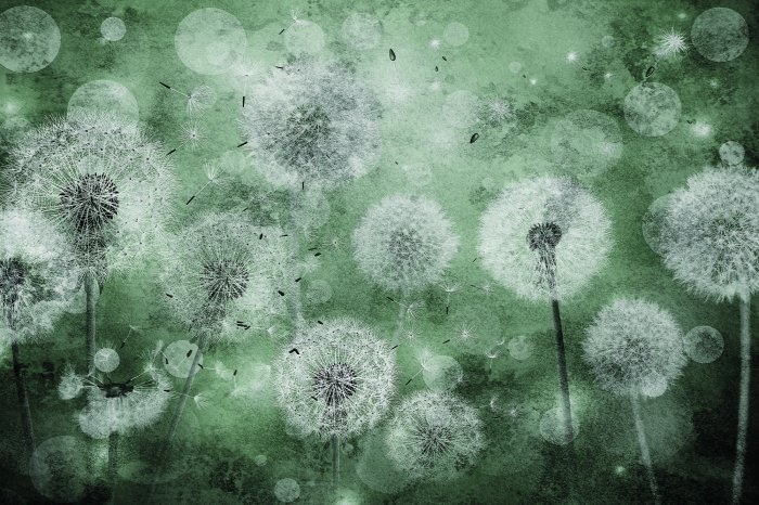 Fototapete Löwenzähne auf grünem Hintergrund