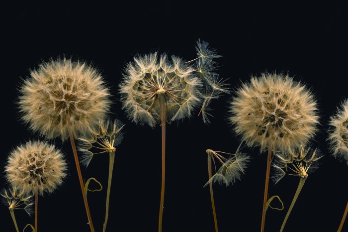 Fototapete Löwenzähne aus der Nähe gesehen