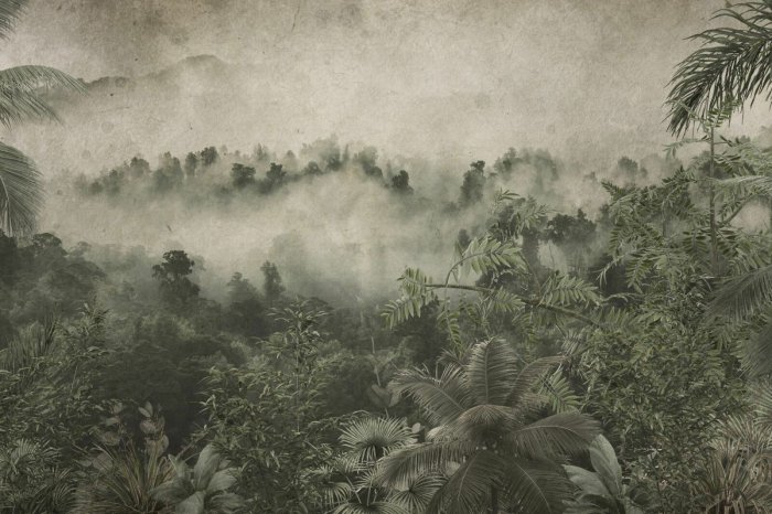 Fototapete Tropischer Dschungel im Nebel