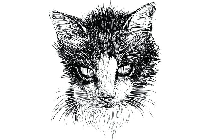 Fototapete Skizze einer schwarz-weißen Katze