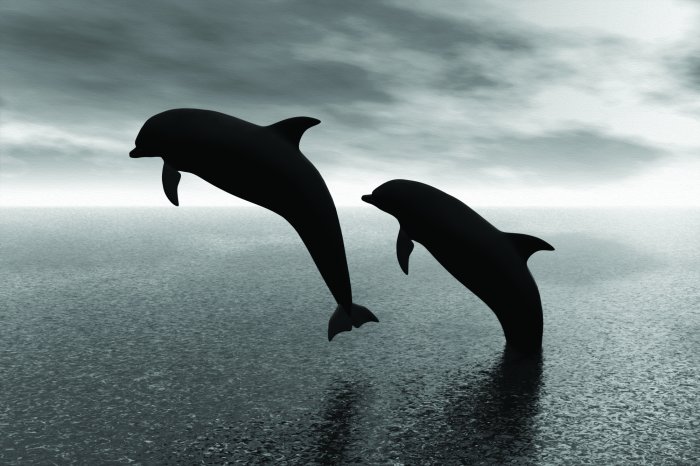 Fototapete Schwarzweißfoto von Delfinen vor Wasserhintergrund