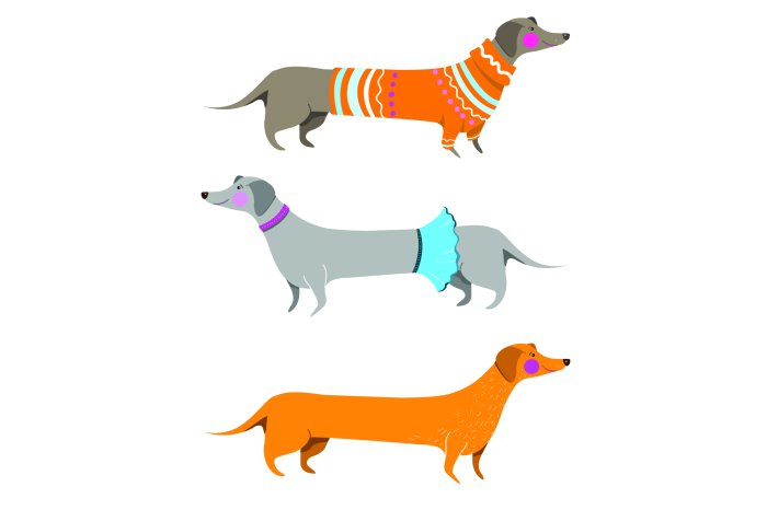 Fototapete Dackel in Kleidung auf weißem Hintergrund