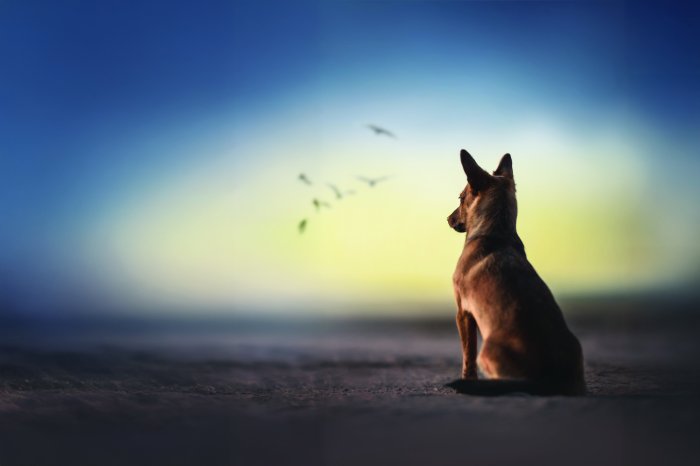 Fototapete Großer Hund am Strand vor dem Meer