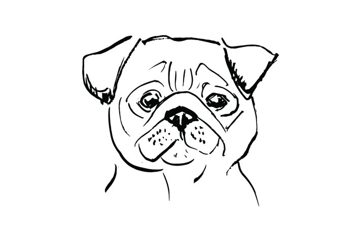 Fototapete Gezeichneter Porträt eines Mops-Hundes