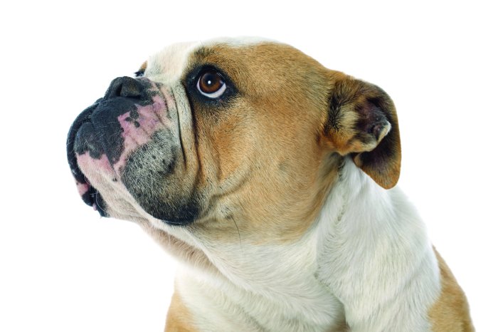 Fototapete Englische Bulldogge auf weißem Hintergrund