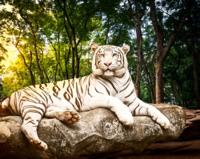 Fototapete Young white bengal tiger in the act of relax on stone at natural forest