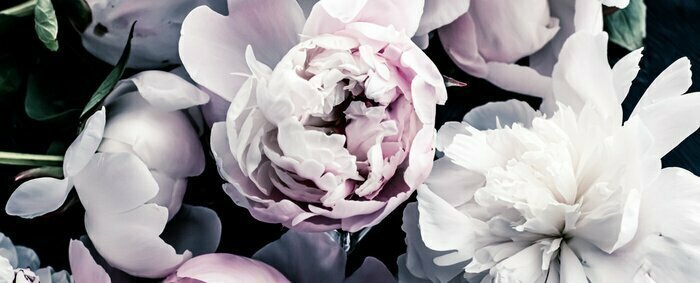 Fototapete Pastel peony flowers as floral art background, botanical flatlay and luxury branding design
