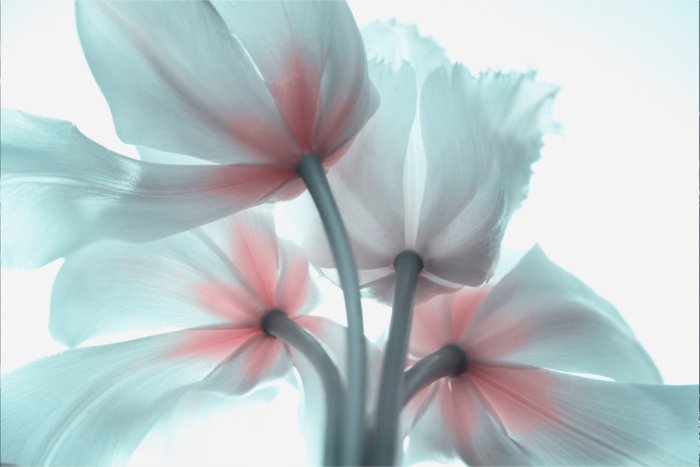 Fototapete Pastellfarbene 3D-Tulpen