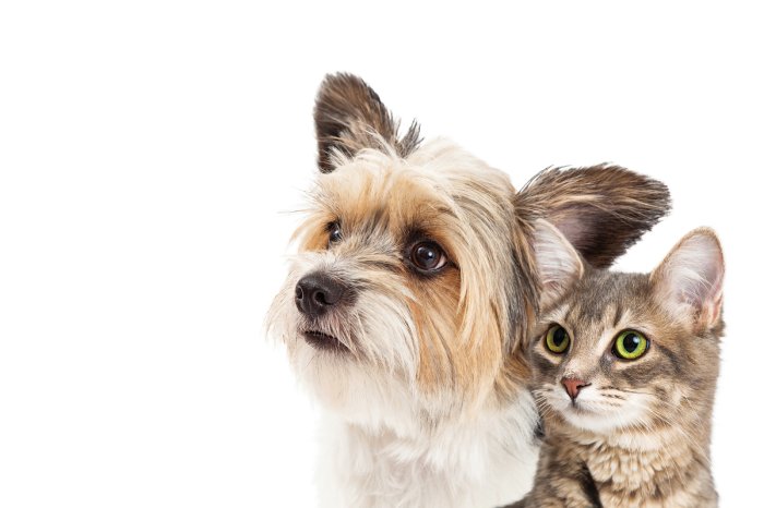 Fototapete Welpe und Kätzchen Porträt auf weißem Hintergrund
