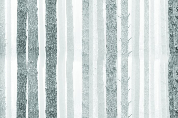 Fototapete Birkenwald in Grautönen
