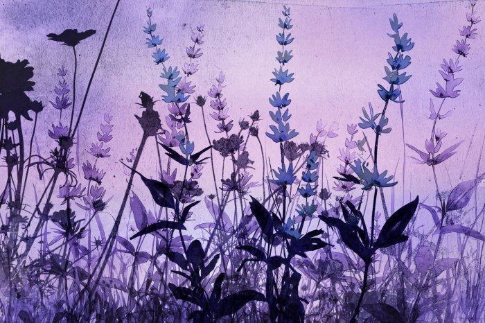 Fototapete Wiese mit rosa Lavendelblumen