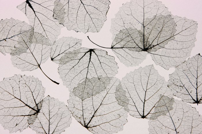 Fototapete Abstraktion reflektierter Blätter an der Wand