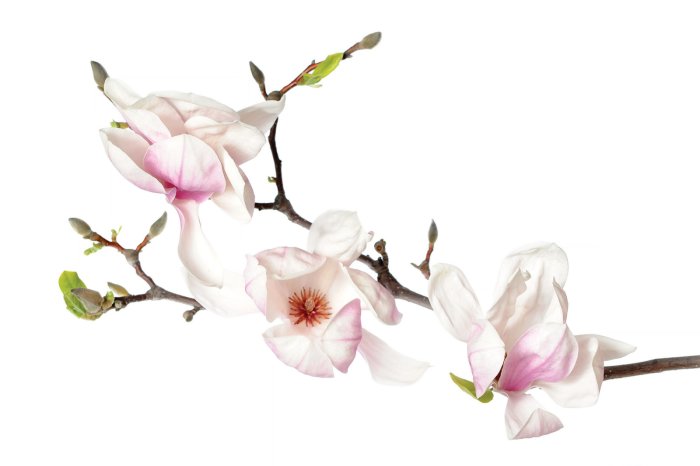 Fototapete Orchideenstiel mit weißen Blüten