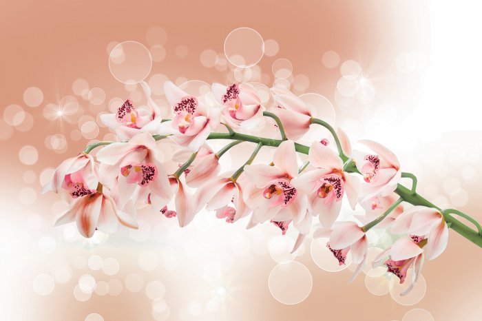 Fototapete Zweig mit Orchideenblüten zwischen Blasen