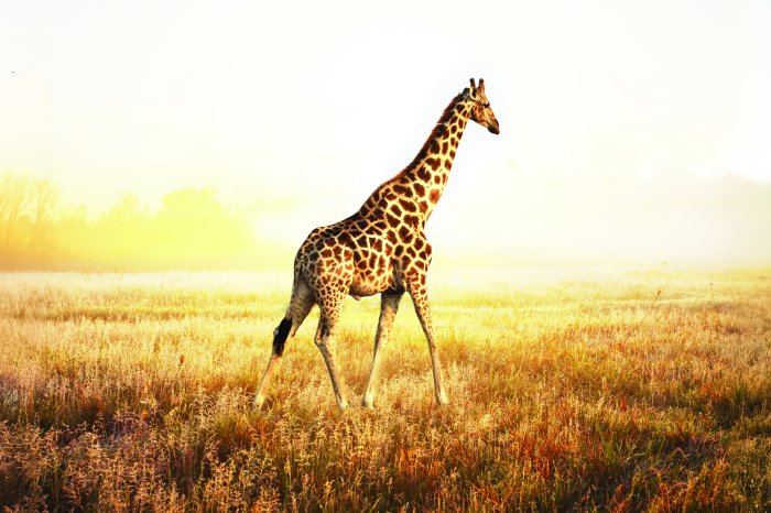 Fototapete Giraffe auf einer sonnigen Safari