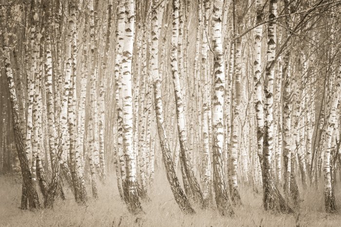 Fototapete Birkenwald in Sepiatönen