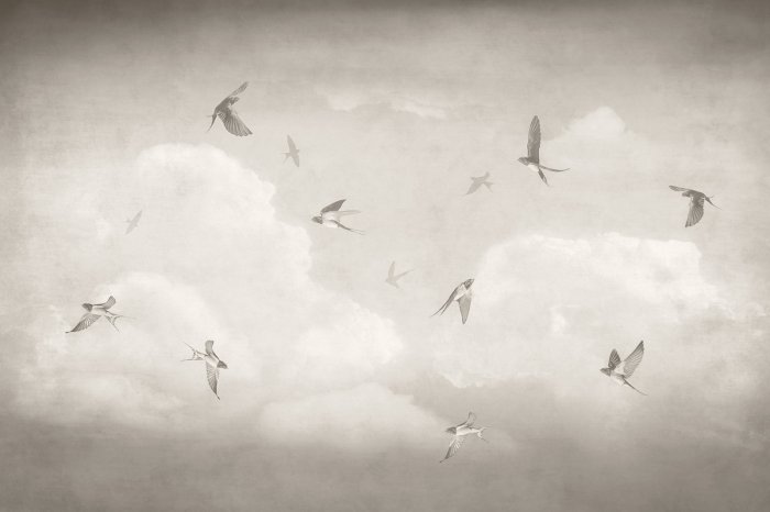 Fototapete Monochromatischer Himmel mit fliegenden Schwalben