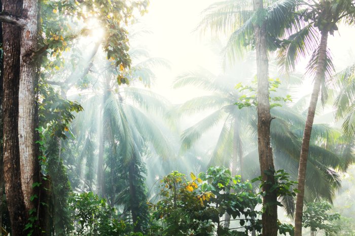 Fototapete Sonnige Landschaft Palmen im tropischen Dschungel