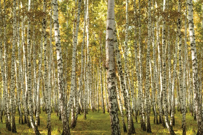 Fototapete Sonnige Landschaft eines Birkenhains