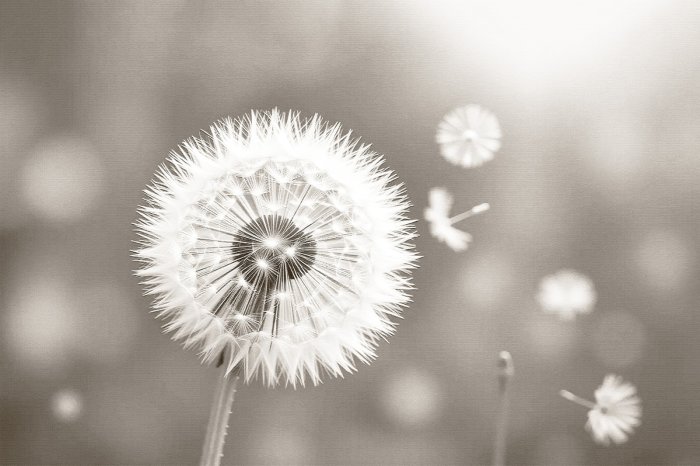 Fototapete Löwenzahn Nahaufnahme auf verschwommenem Hintergrund