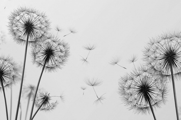 Fototapete Löwenzahn in Schwarz und Weiß minimalistische Grafik