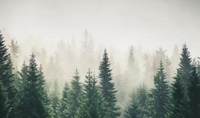 Sticker Dunkelgrüner Nadelwald im Nebel