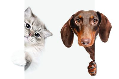 Sticker Katze und Dackel auf weißem Hintergrund