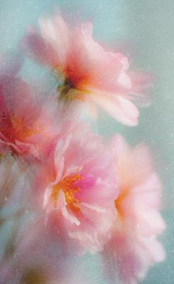 Sticker Unscharfes Foto von Kirschblüten