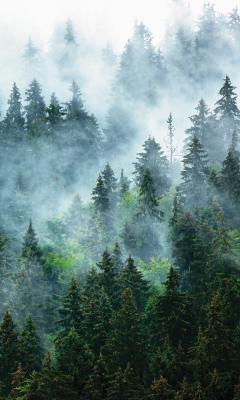 Sticker Dichter Nadelwald in dichtem Nebel