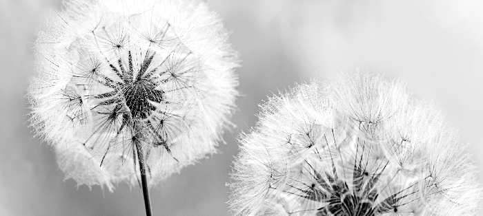 Bild Fluffy Dandelions (1 Part) Grey Wide