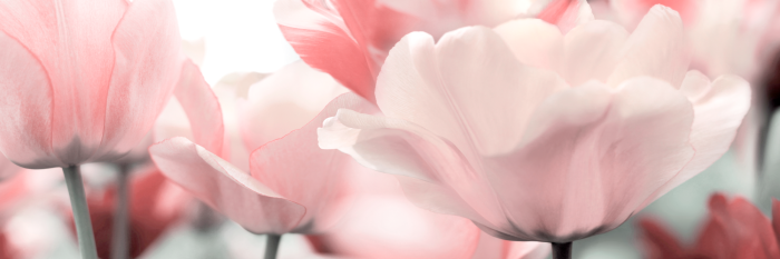 Bild Pink Tulips