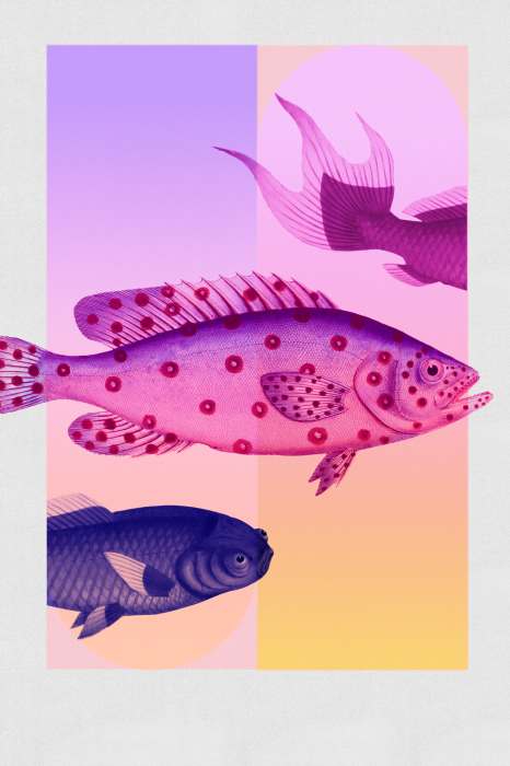 Bild Fish in Pastels - Stylized Fish Against Gradient Shapes