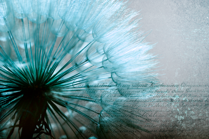 Bild Blue Gentleness