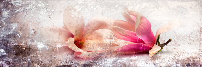 Bild Magnolia Story (1 Part) Narrow