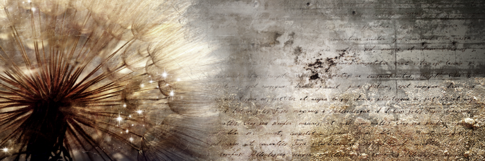 Bild Dandelion on Concrete