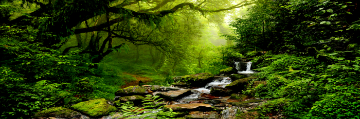 Bild The Fairytale Forest