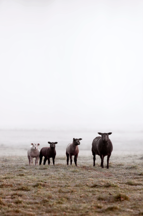 Bild Friends in the Morning (1 Part) Vertical