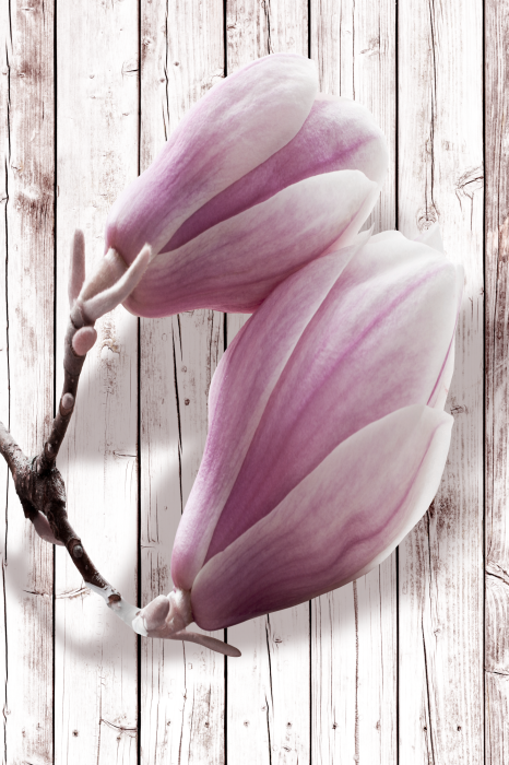 Bild Spring Charm of Magnolia (1-part) - Vintage-Style Flower Nature